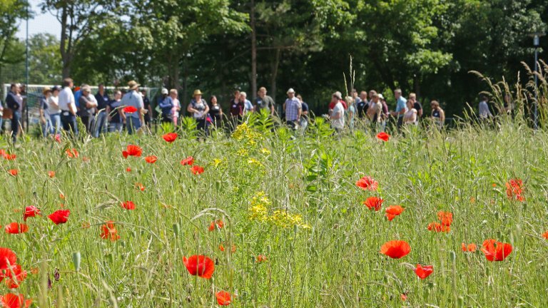 Mohnblüte Blühstreifen