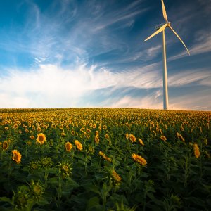 Sonnenblumen + Windrat