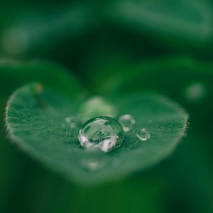 Wassertropfen auf Blatt