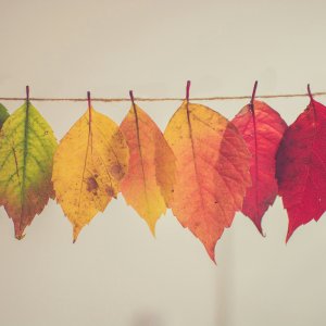 Blatt Transformation